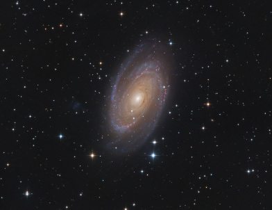 M 81